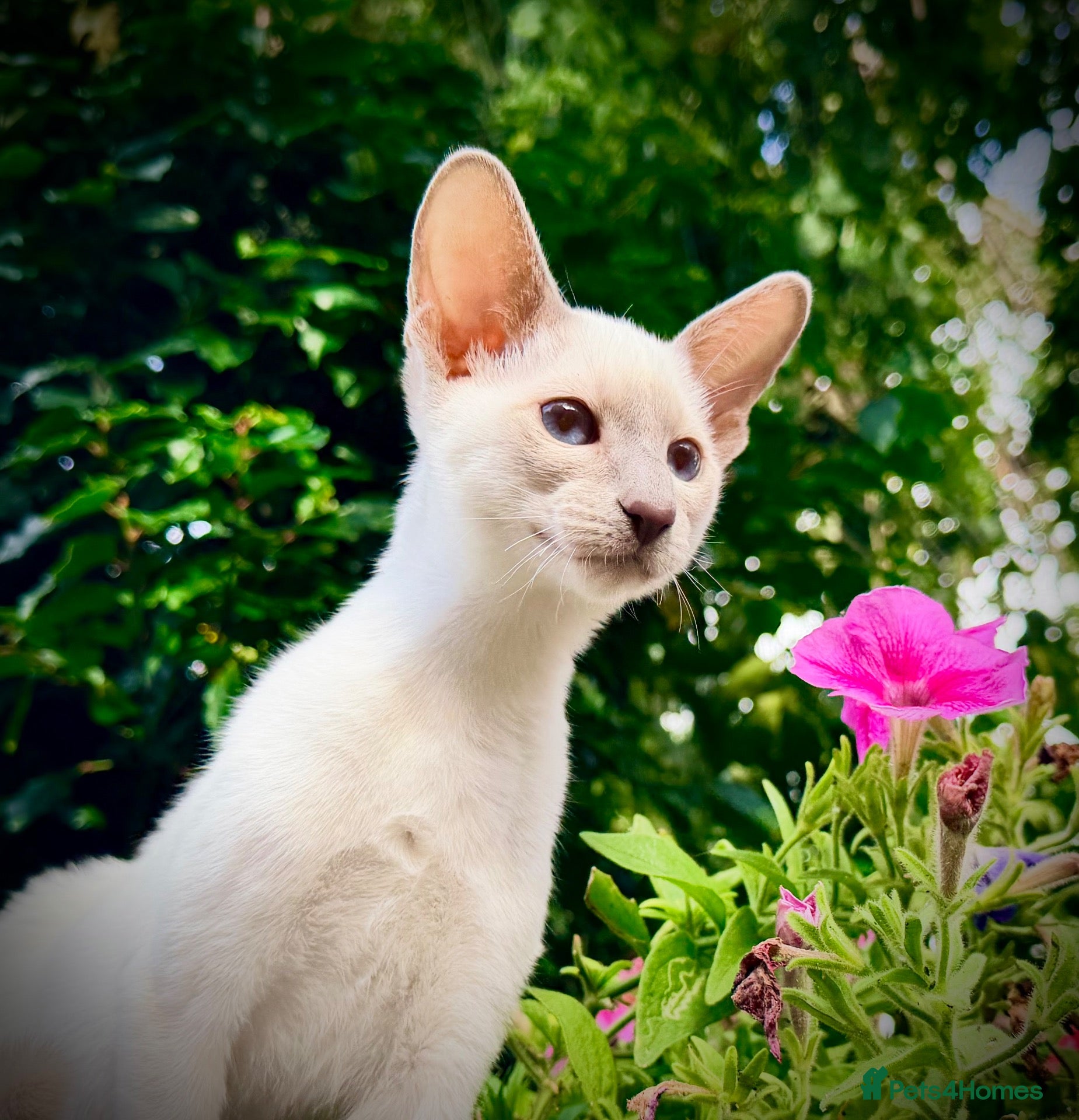 Siamese cats Stunning GCCF Siamese & Oriental Kittens - Advert 2