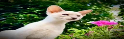 Siamese cats for sale: Stunning GCCF Siamese & Oriental Kittens - Advert 10