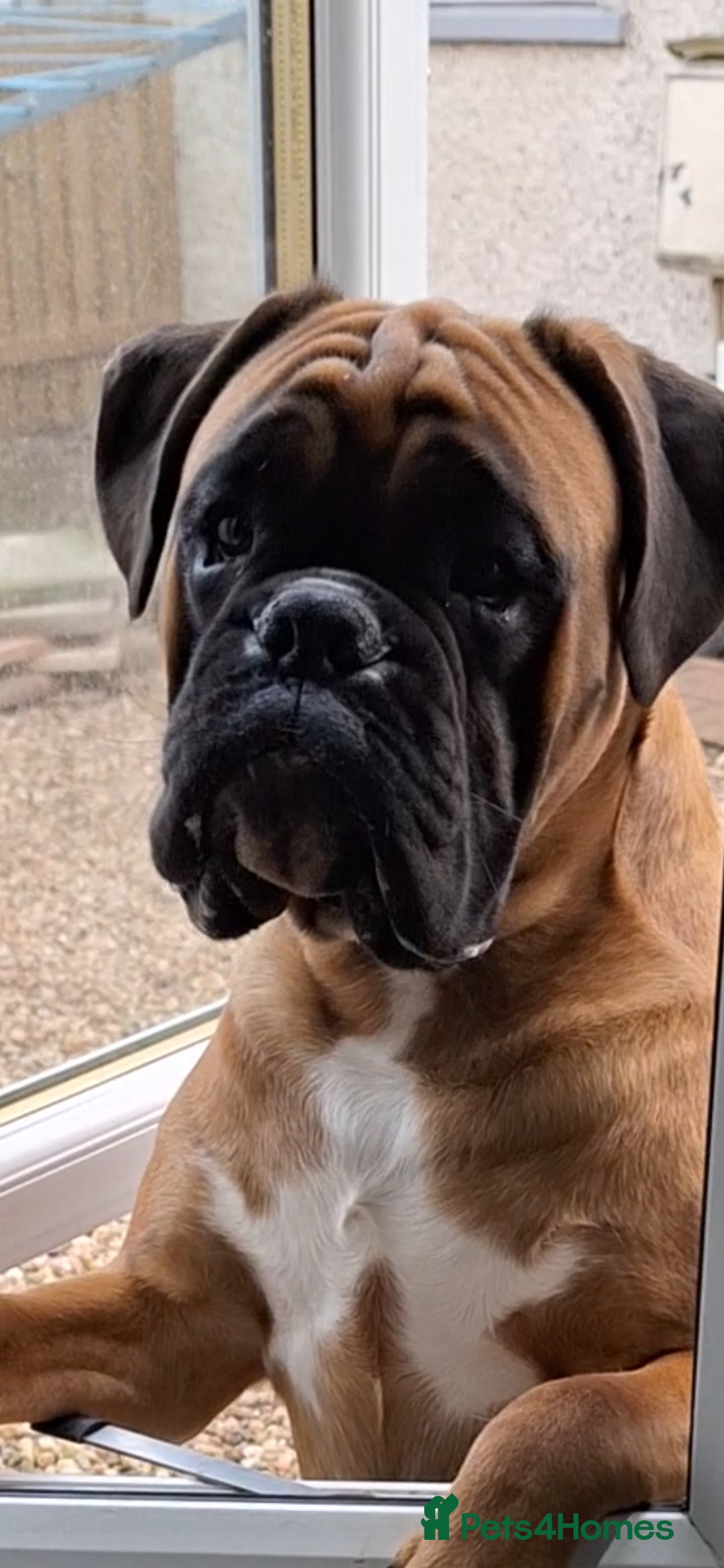 Boxer dogs for stud: PROVEN 0 HEART SCORE BOBTAIL STUD - Advert 3