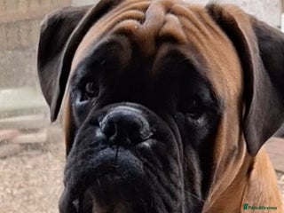 Boxer dogs KC REG PROVEN 0 HEART SCORE BOBTAIL STUD - Advert 1