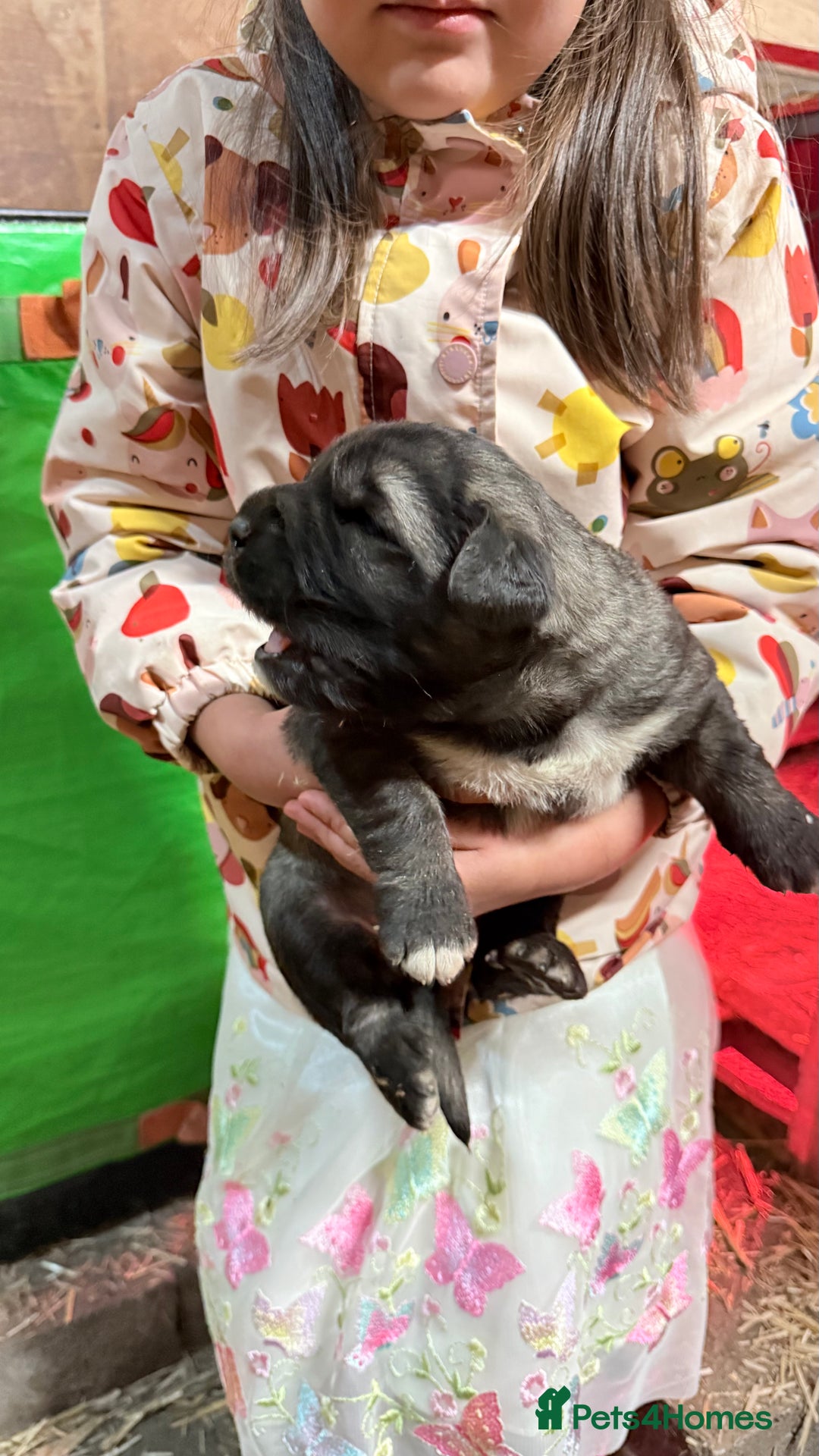 Caucasian Shepherd Dog dogs for sale: Caucasion Shepherd Puppies - Advert 17