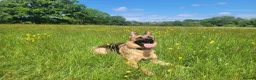 German Shepherd dogs for sale: Luna - 2 Years old  - Advert 2