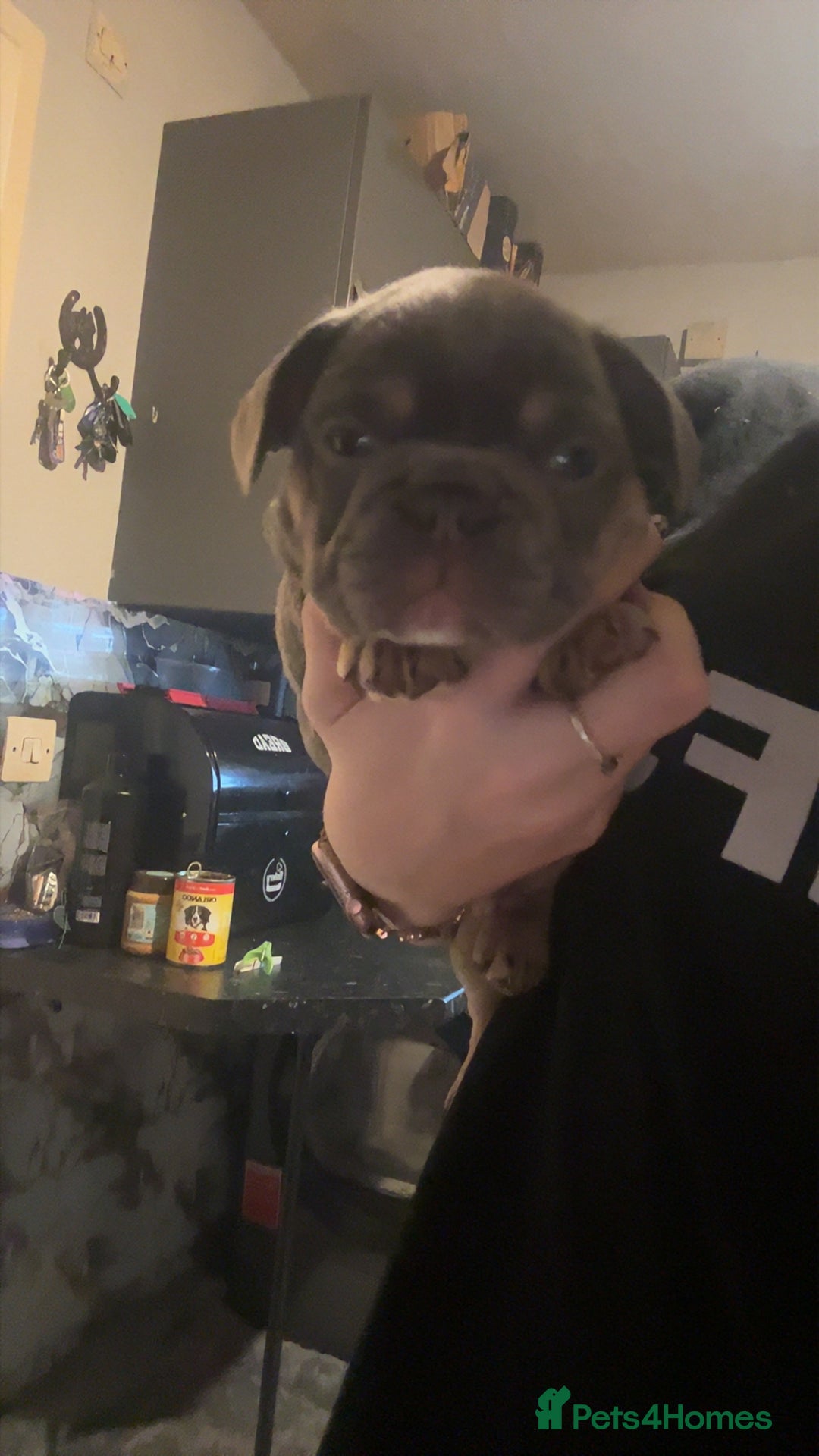 French Bulldog dogs for sale: French bulldog puppies  - Advert 3