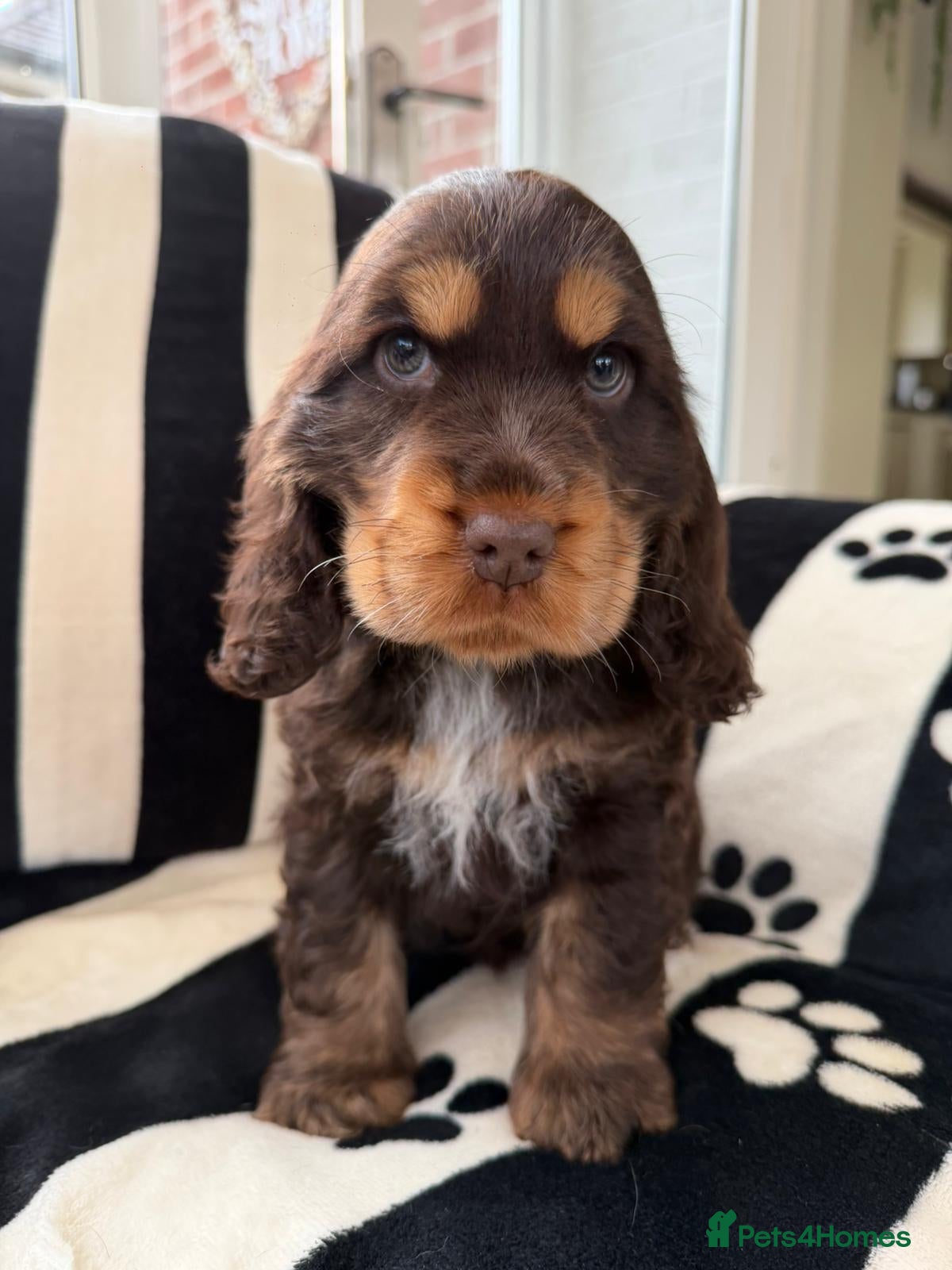 Cocker Spaniel dogs ❤️WAITING LIST INFO❤️ - Advert 2