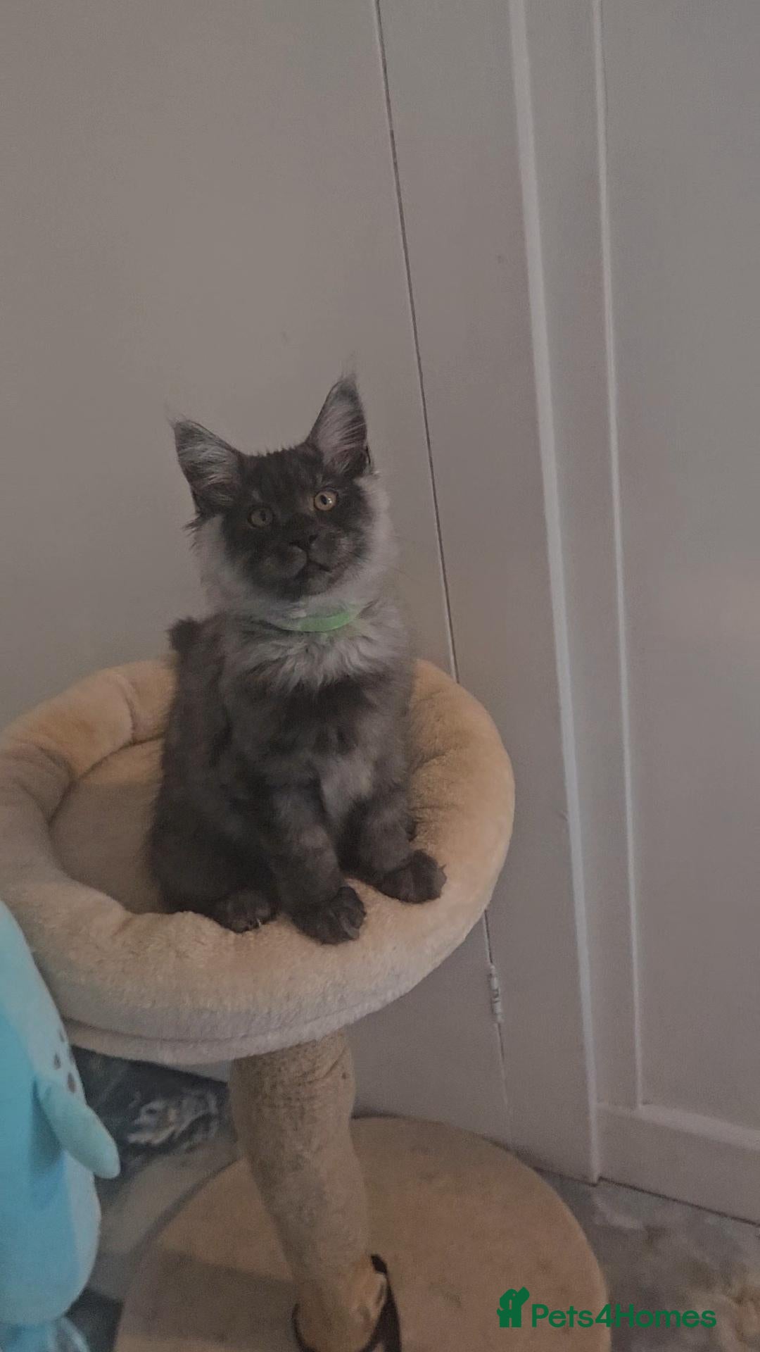 Maine Coon cats TICA Maine Coon Boy Last Kitten Available. - Advert 3