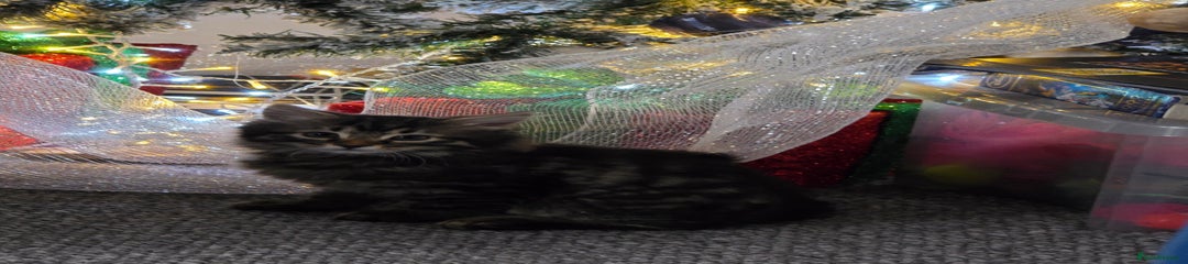 British Longhair Kitten 1