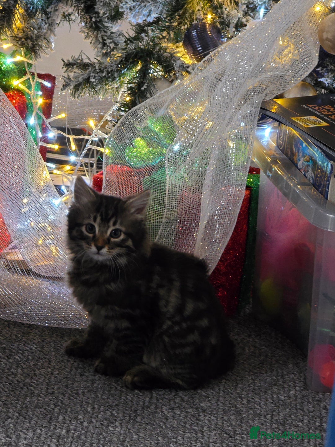 British Longhair cats for sale: Longhaired kittens 1m 1f  - Advert 4