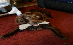 Cocker Spaniel dogs for stud: Gorgeous Chocolate Cocker for stud in Chichester - Image 6