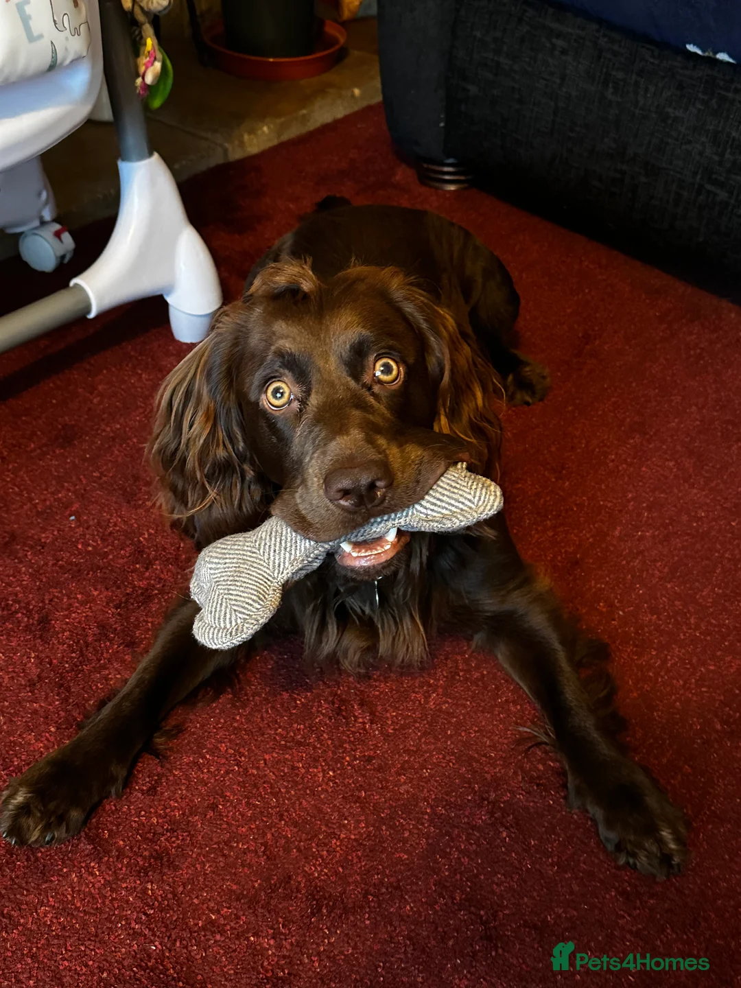 Cocker Spaniel dogs for stud: Gorgeous Chocolate Cocker for stud in Chichester - Advert 6