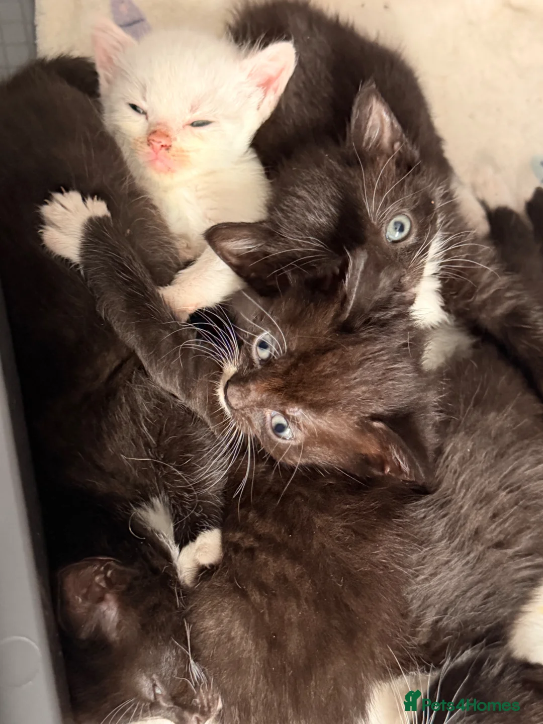 Domestic Shorthair cats for sale: Kittens for sale  - Advert 2