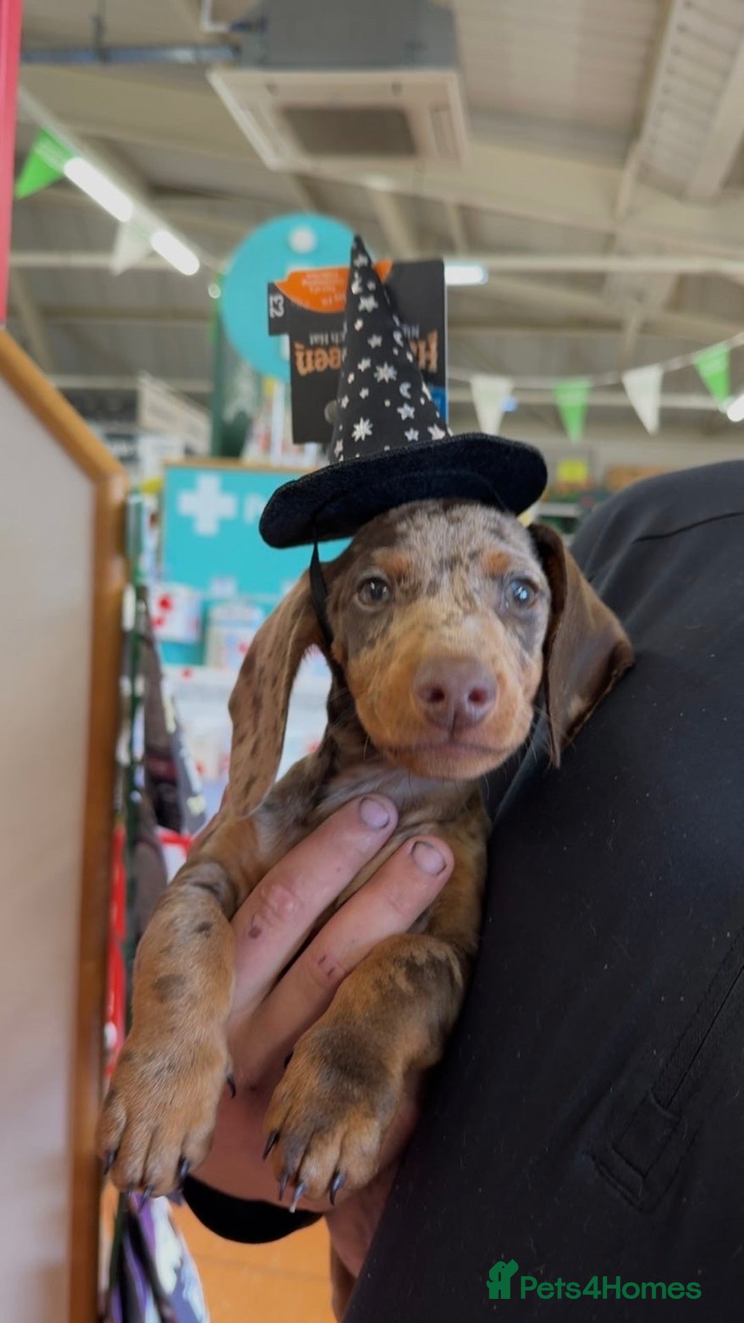 Dachshund dogs for sale: Dachshund puppy - Advert 2