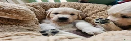 Golden Retriever dogs for sale: Outstanding Kc registered Golden Retriever puppies - Advert 4