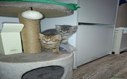 British Shorthair cats for sale: Pedigree British Blue and Tabby Shorthair Kittens - Image 3