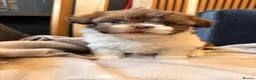 Mi-Ki dogs for sale: Mi-Ki toy breed puppy - Advert 1