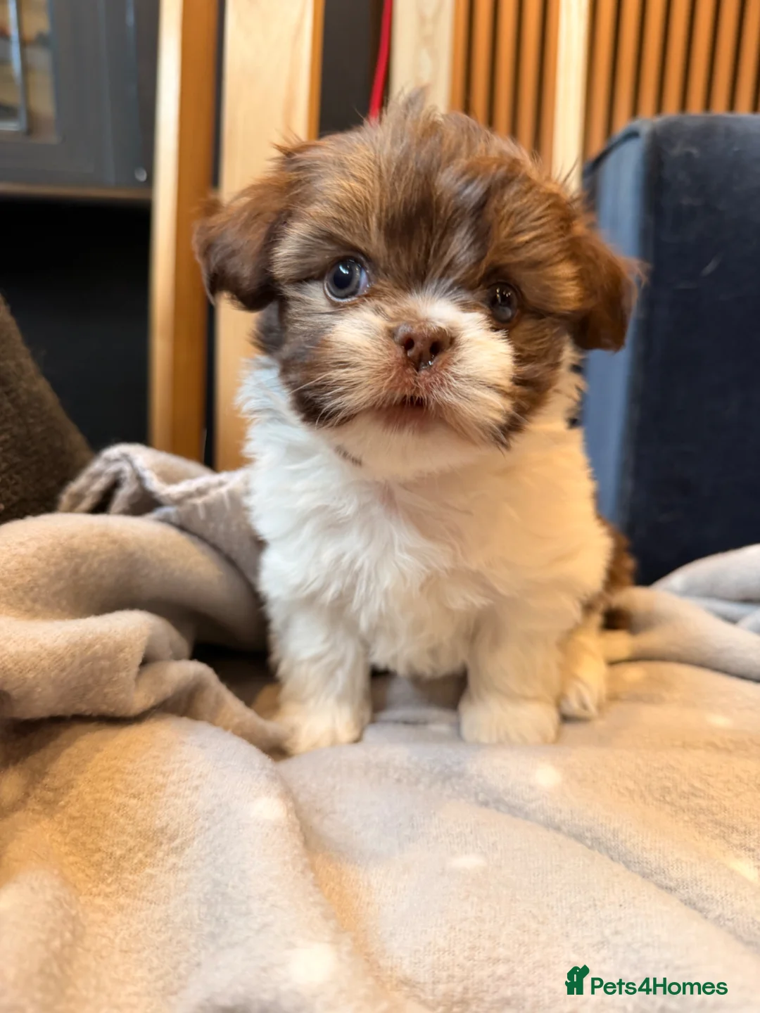 Mi-Ki dogs for sale: Mi-Ki toy breed puppy - Advert 1