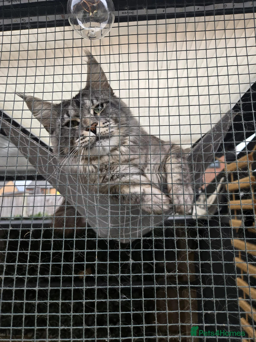 Maine Coon cats for stud: Mainecoon proven stud - Advert 8