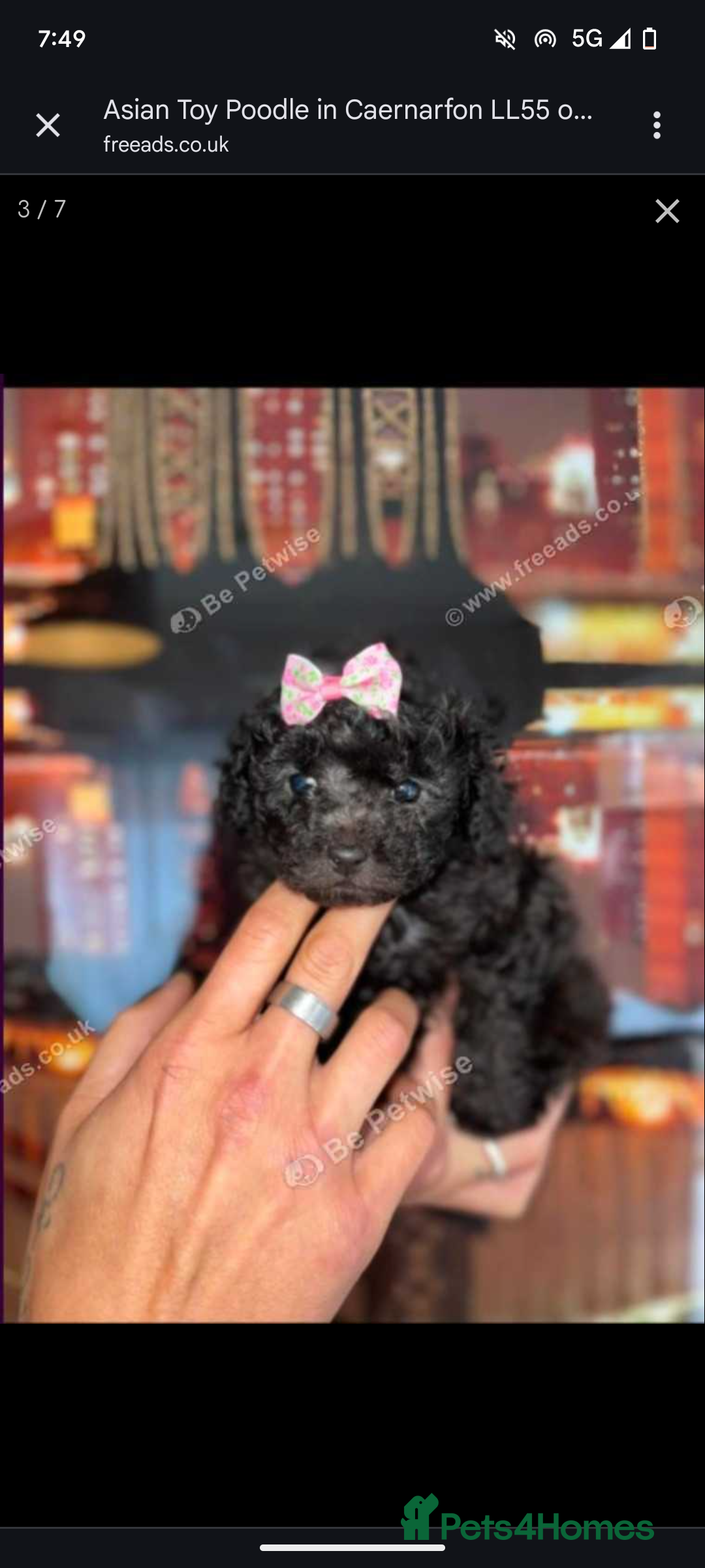 Toy Poodle dogs for sale: Asian poodle girls  - Image 1