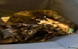 Mixed Breed cats for sale: Mother and kittens for sale  - Image 7