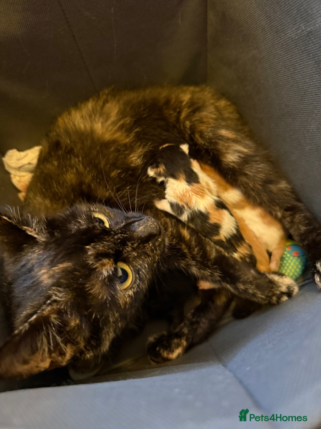 Mixed Breed cats for sale: Mother and kittens for sale  - Image 7