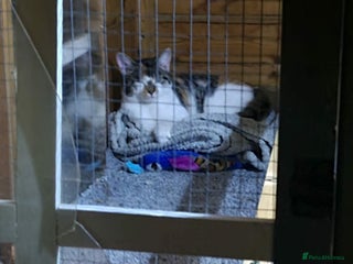 Mixed Breed cats Tabby girl Luna - Advert 10