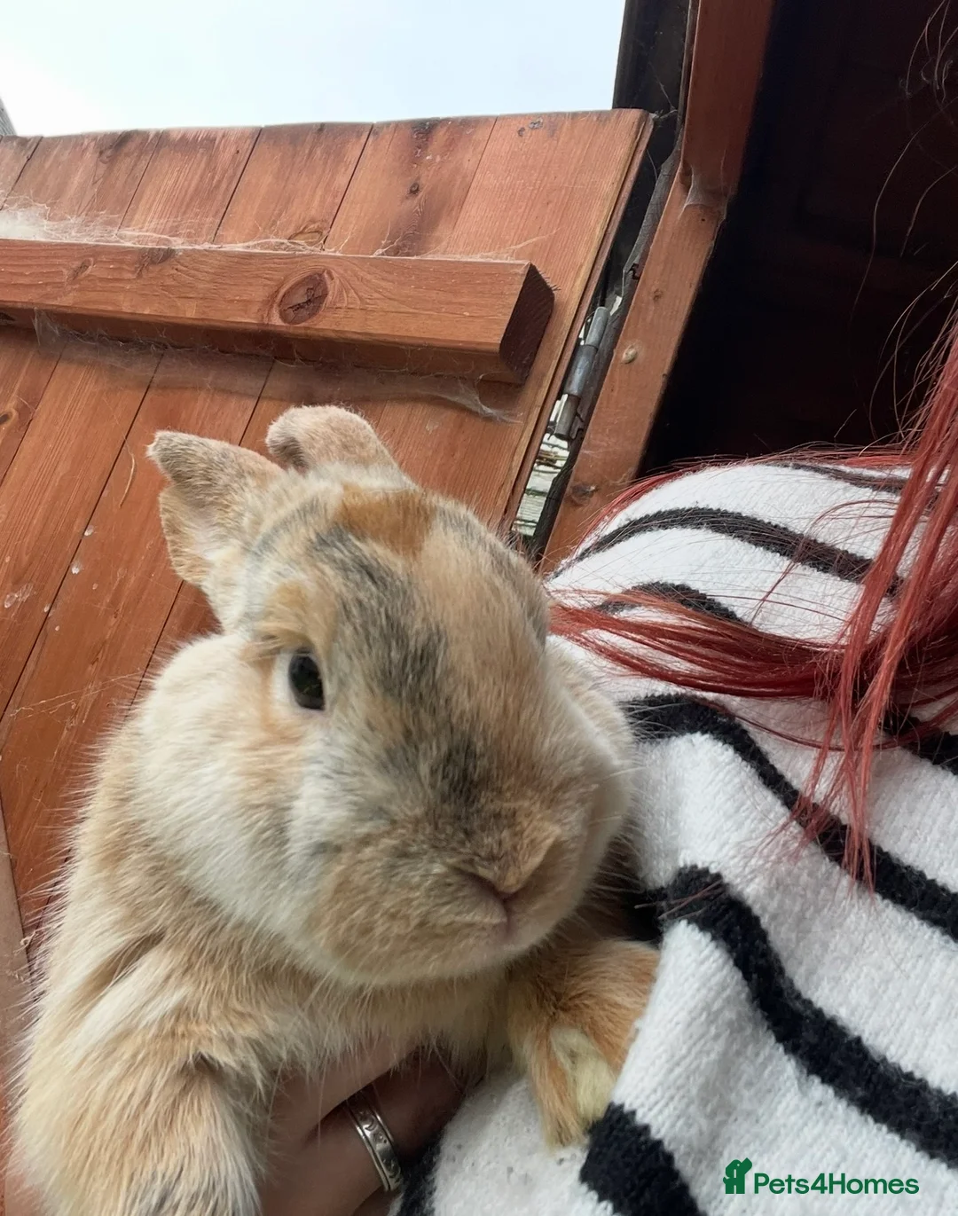 Rex rabbits for sale: Mixed gender Rex rabbits for sale - £35 each - Advert 7