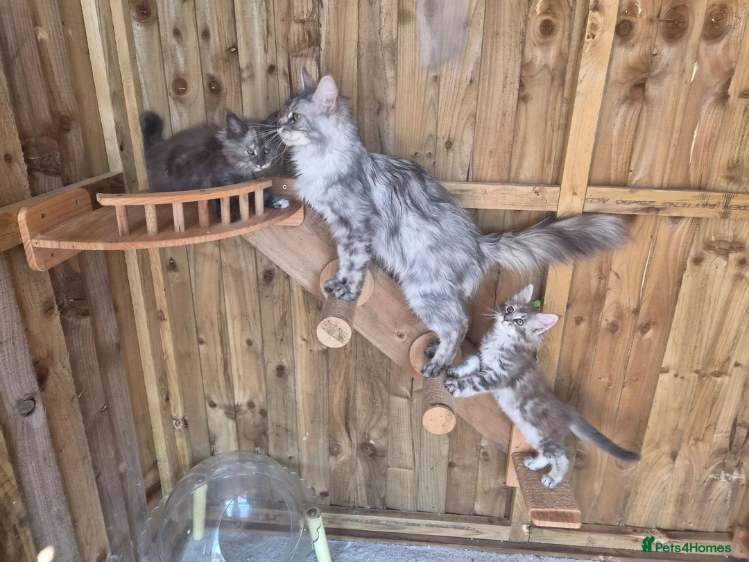 Maine Coon cats for sale: 2 Beautiful Maine Coon Kittens - Advert 13