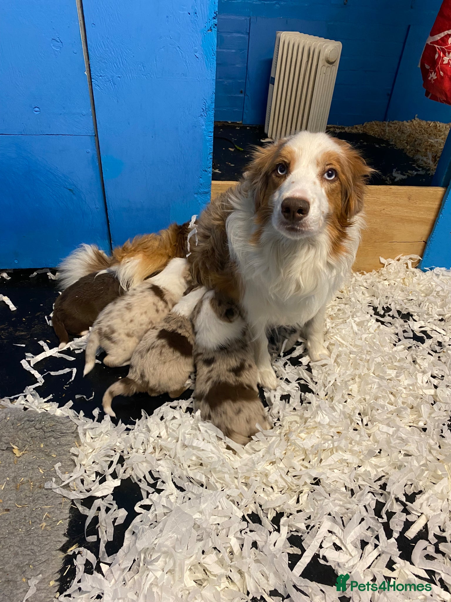 Border Collie dogs Pure border collie puppies - Advert 1