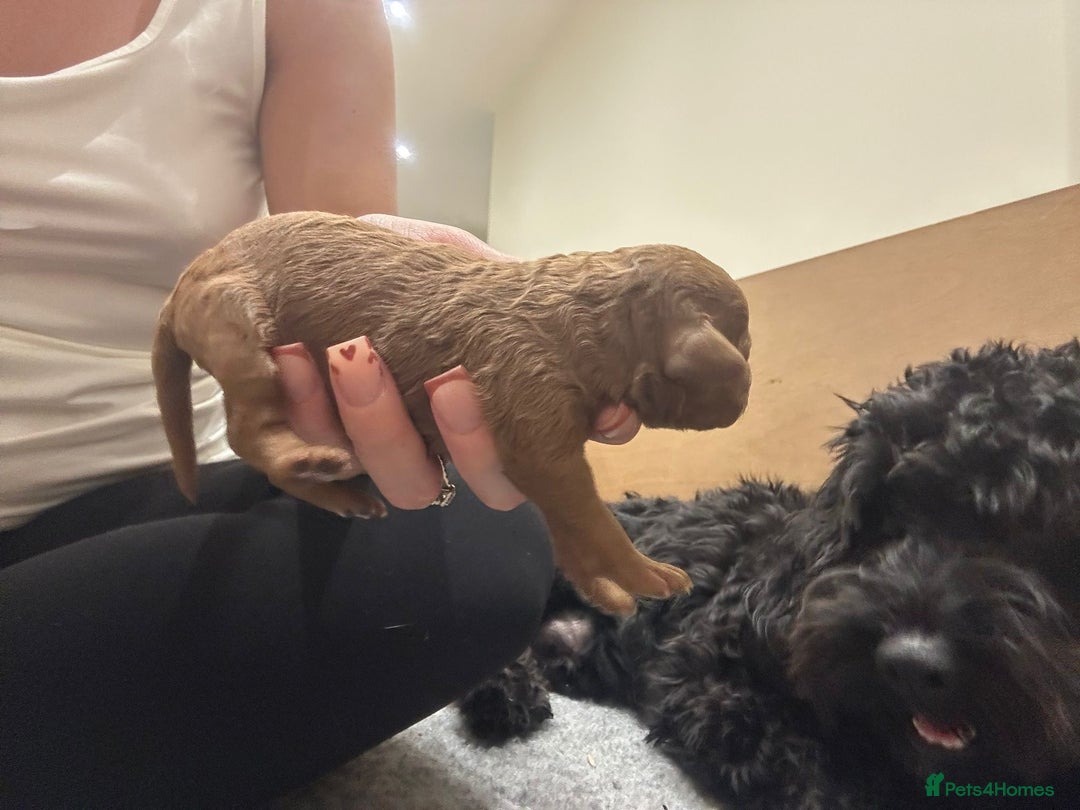 Cockapoo dogs for sale: Stunning f1b cockapoo's for sale  - Image 10