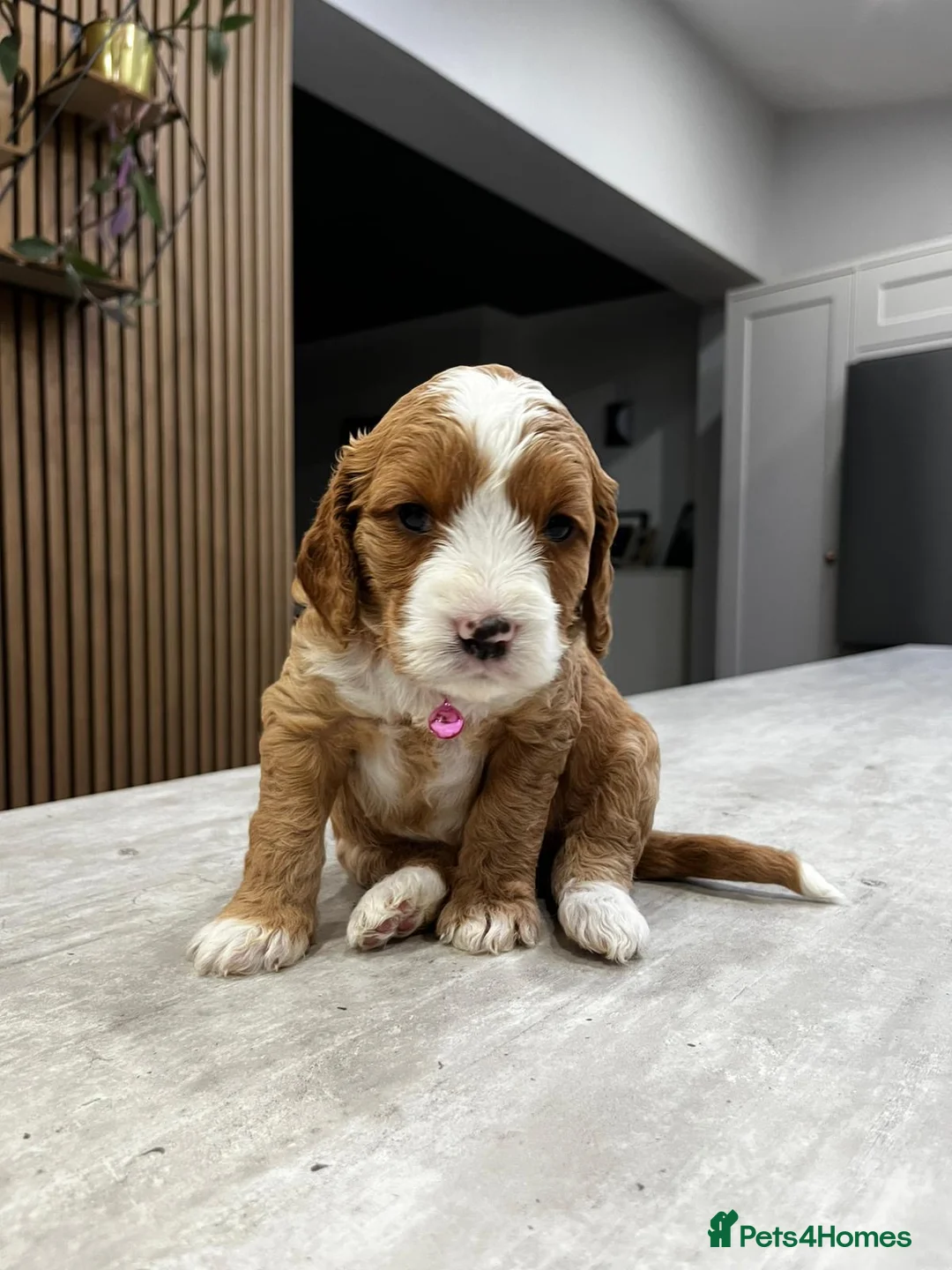 Cockapoo dogs for sale: Cockapoo puppies - Advert 17