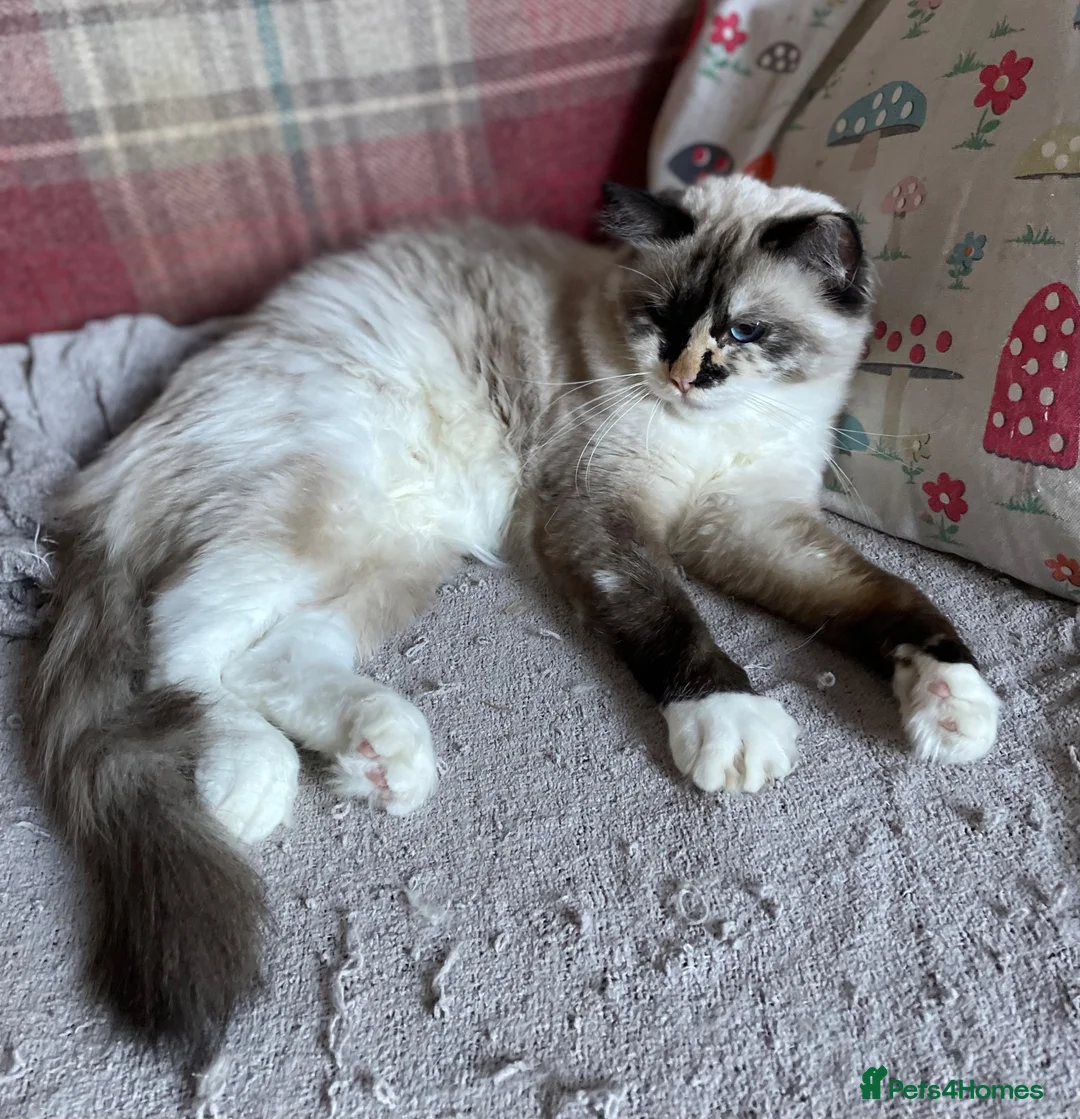 Ragdoll cats for sale: Stunning Ragdoll litter (boy spayed) - Advert 1