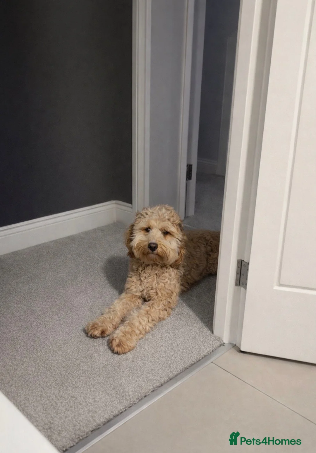 Cockapoo dogs for sale: 18 month old Cockapoo - Advert 2