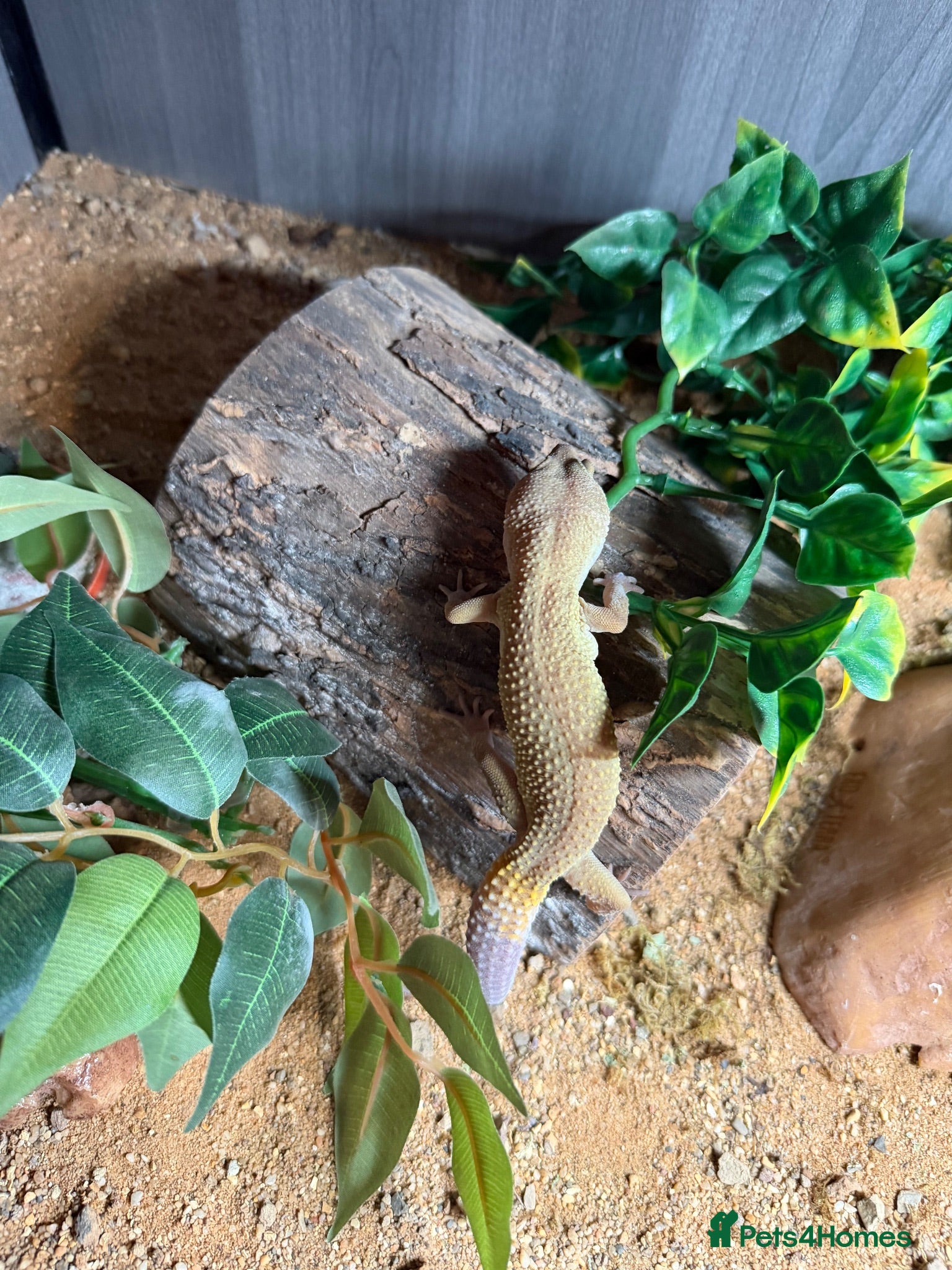 Leopard Gecko reptiles Female Leopard Gecko with FULL Setup - Advert 4