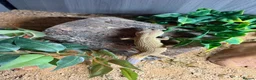 Leopard Gecko reptiles for sale: Female Leopard Gecko with FULL Setup in London - Advert 1