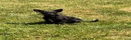 Chipoo dogs for sale: Chi-poo female - Advert 11