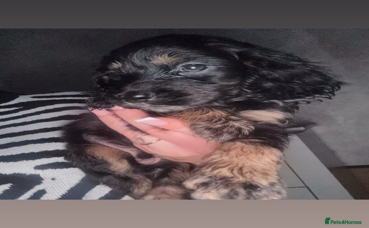 Cocker Spaniel dogs - Advert 7