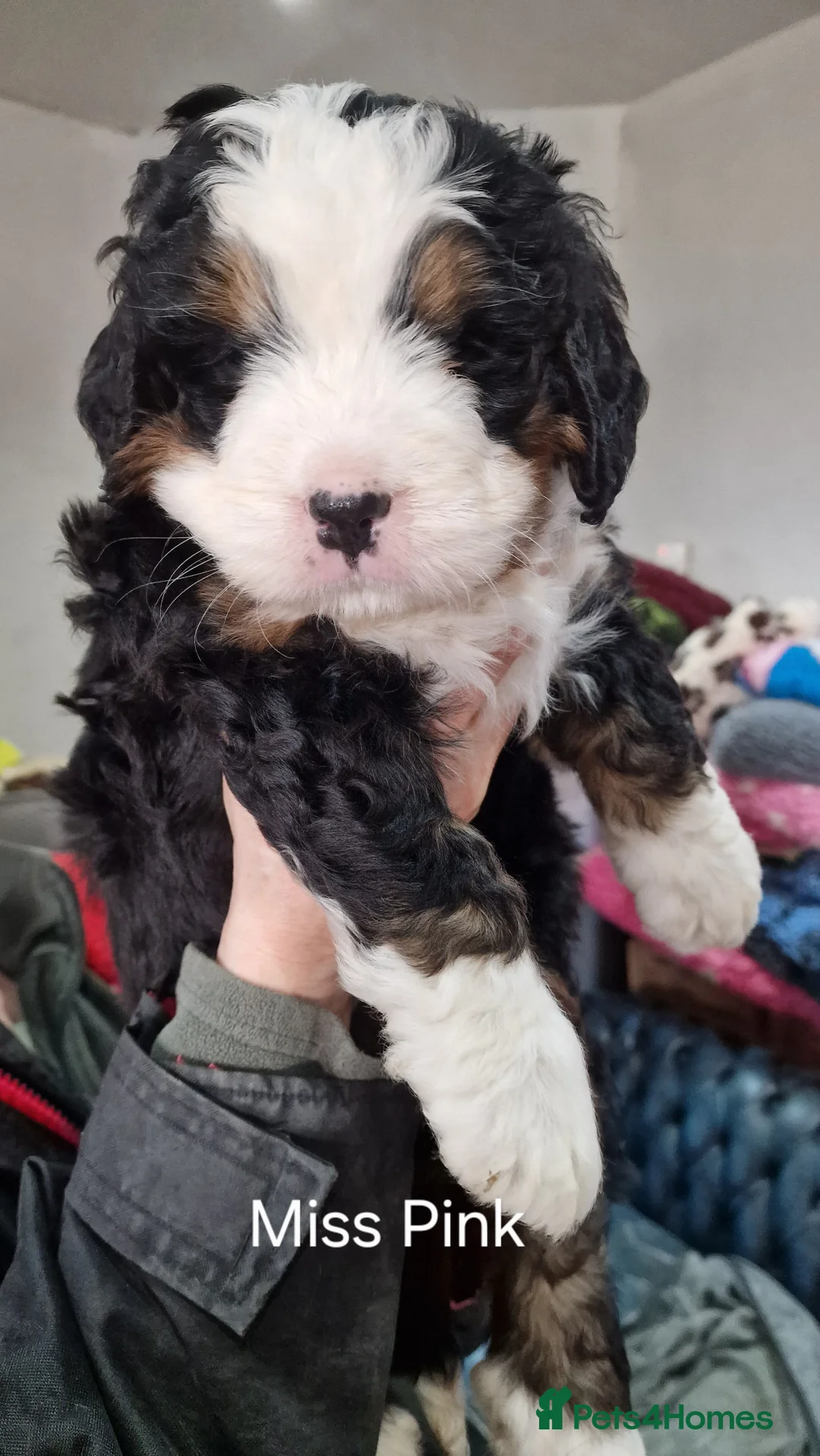 Bernedoodle dogs for sale: Bernedoodles - Advert 3