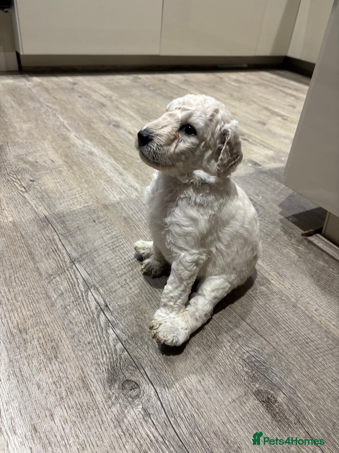 Standard Poodle dogs for sale: Standard poodle  - Image 8