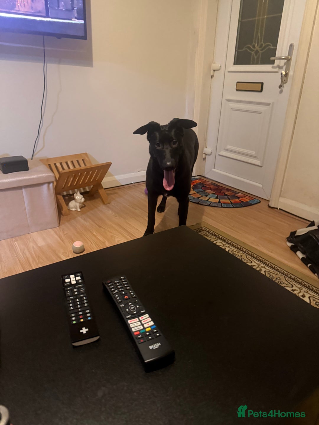 Belgian Shepherd Dog dogs for sale: For sale  - Advert 2