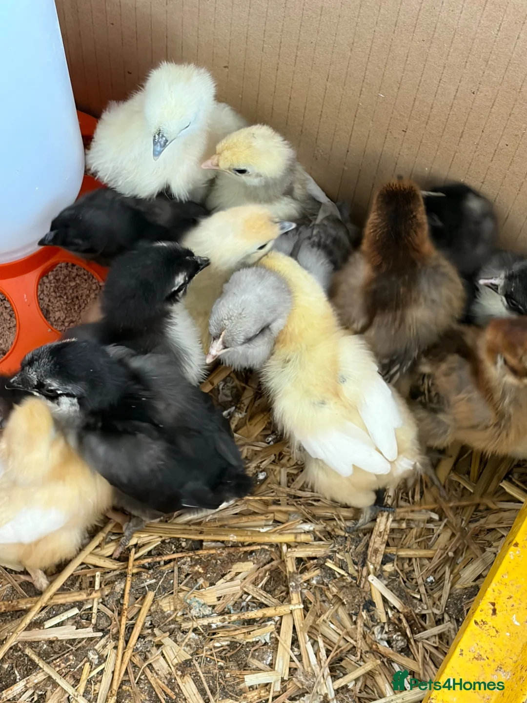 Chickens poultry for sale: Pekin x silkies chicks 1 week old  - Advert 2