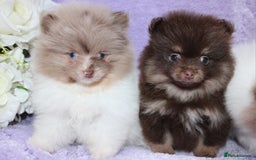 Pomeranian dogs for sale: PARTI MERLE QUALITY KC POMERANIANS - Image 29