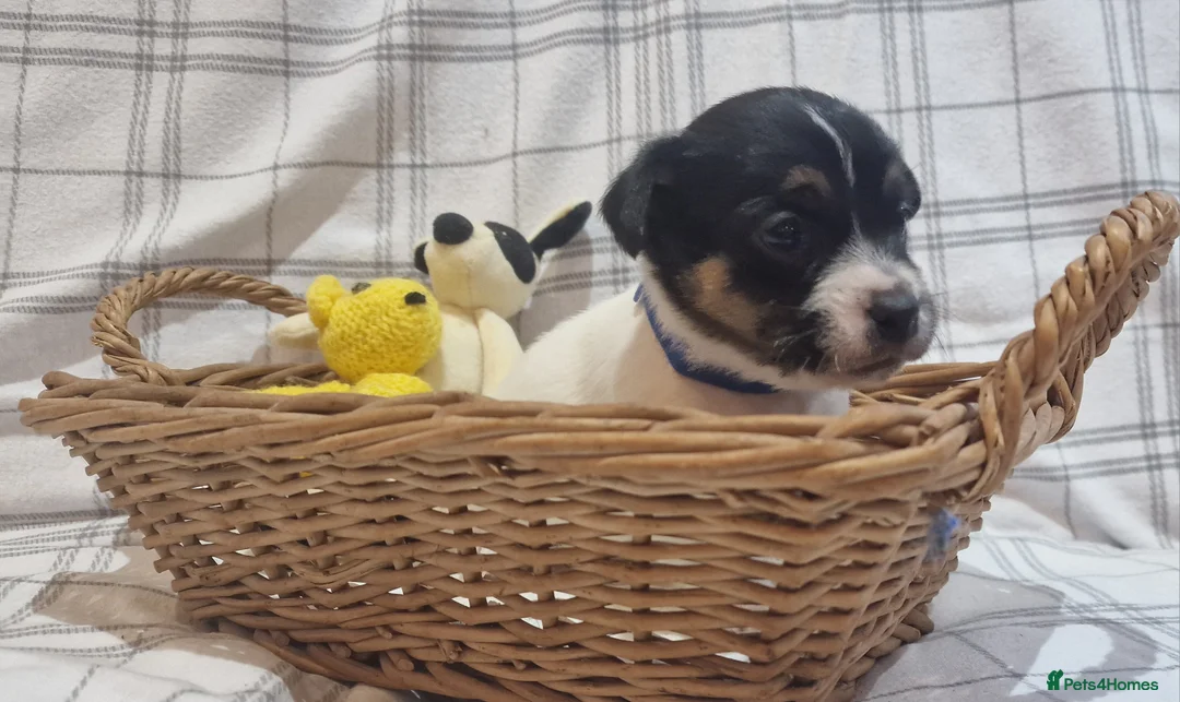 Jack Russell dogs for sale: Stunning Jack Russells, DNA health tested parents - Advert 30