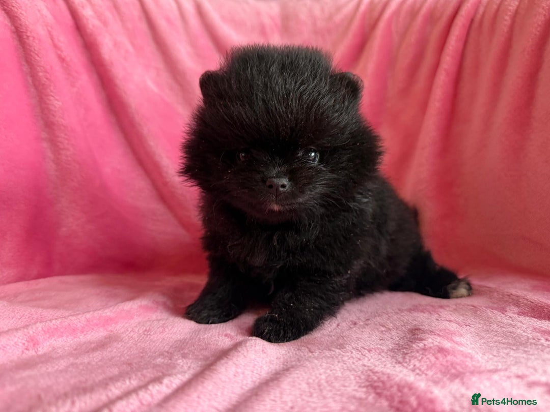 Pomeranian dogs for sale: 🧸🌈 Genuine Teddy Bear Poms Rainbow litter 🌈🧸 - Image 6