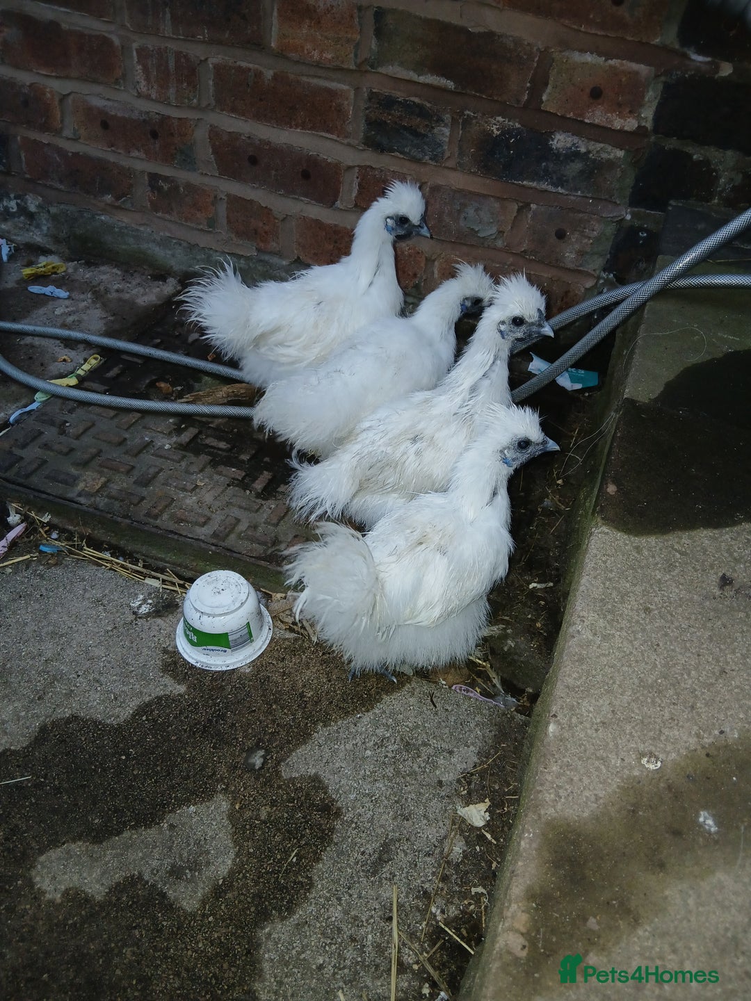 Chickens poultry for sale: Beautiful white silkie chicks  - Image 5