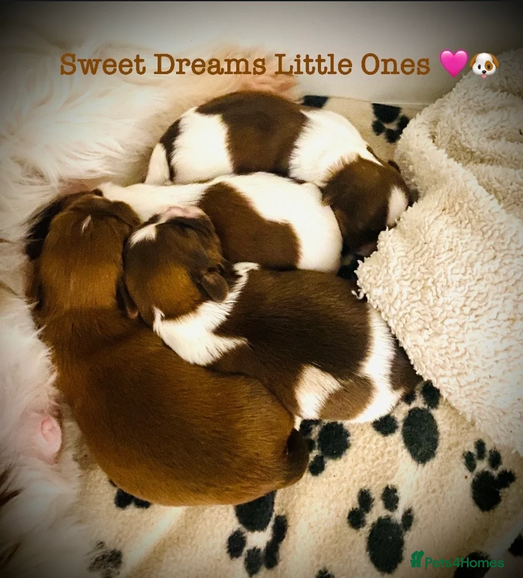Shih Tzu dogs for sale: 🌟STUNNING SHIH TZU BOYS ~ READY MARCH 22nd🌟 - Advert 5