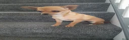 Chihuahua dogs for sale: AVAILABLE: PRICE LOWERED - Advert 5