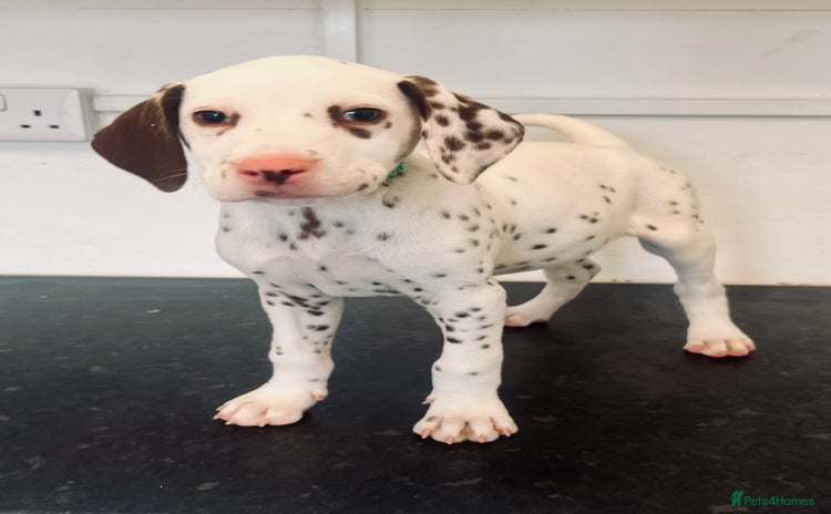 Dalmatian dogs - Advert 4