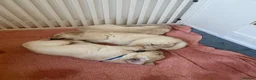 Golden Retriever dogs for sale: Golden retriever puppies - Advert 5