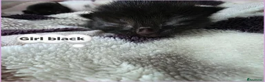Black girl 