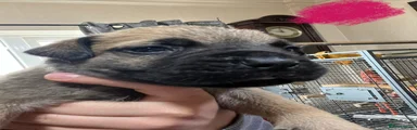 Bullmastiff 9