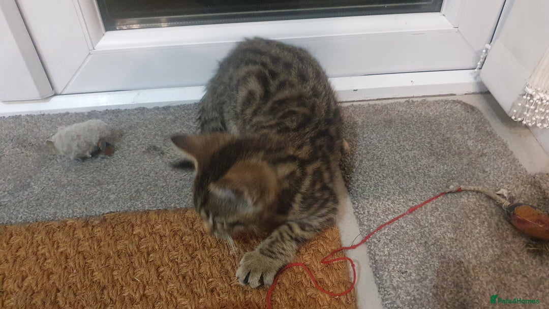 Mixed Breed cats for sale: Four kittens in search of their forever homes - Image 5